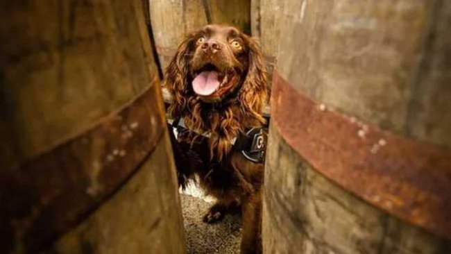 Будет инспектировать деревянные бочки: завод по производству виски нанял на работу собаку