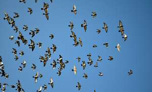 Больше, чем людей: численность птиц превышает население Земли в шесть раз
