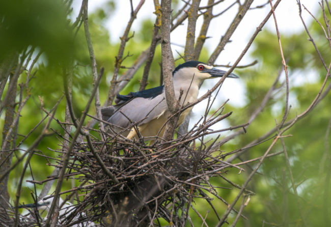 В дельте Дуная орнитологи вели учёт птиц: в их числе обнаружились и экзотические