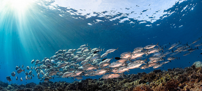 National Geographic признал существование пятого океана, теперь его нанесут на карты