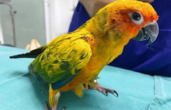 В Таиланде попугай проглотил 21 бриллиант из ожерелья хозяйки