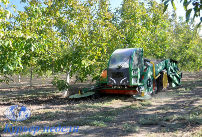 Впервые в Украине: в Измаильском районе начался промышленный сбор ореха грецкого