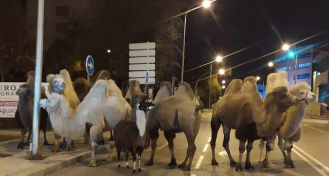 Восемь верблюдов и лама прогулялись по ночному Мадриду. Цирк, в котором они находятся, говорит о саботаже эко-радикалов
