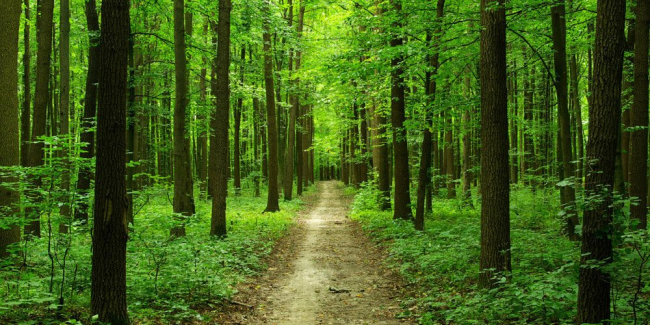 Лесной фонд Болградского лесничества пополнился ещё на 5 гектаров