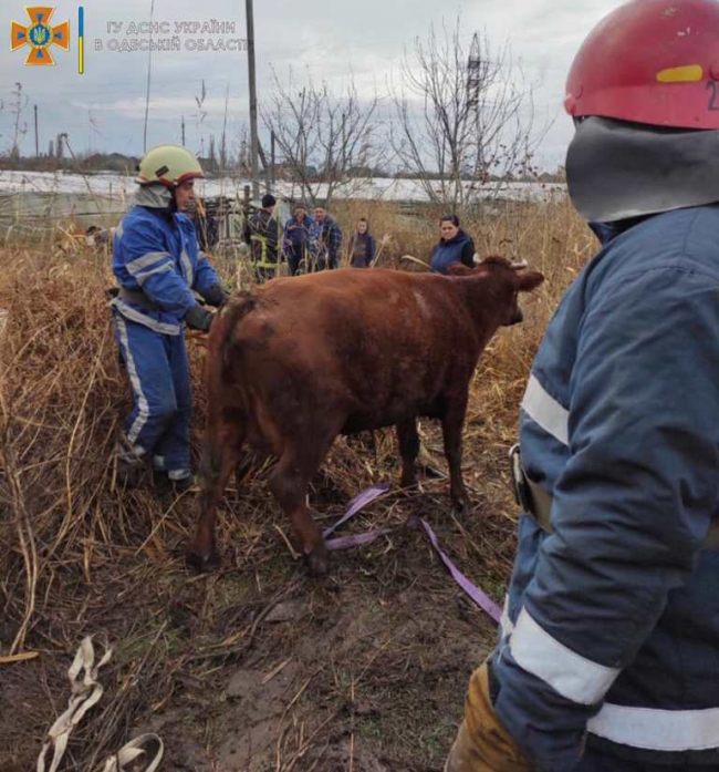 Измаильские спасатели доставали корову из болотного плена