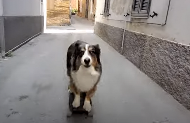 Собака-скейтбордистка каталась по улочкам Италии: забавное видео