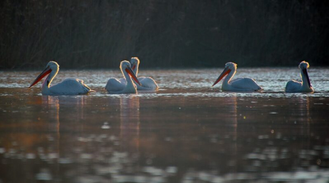 На зимовку в дельту Дуная прилетело рекордное количество пеликанов