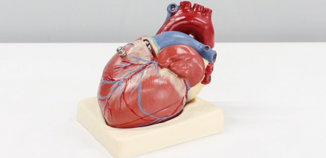 Вчені надрукували на 3D-принтері фрагмент справжнього серця