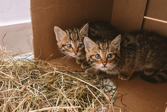 В Одесі з-під обстрілів урятували дитинчат червонокнижної лісової кішки