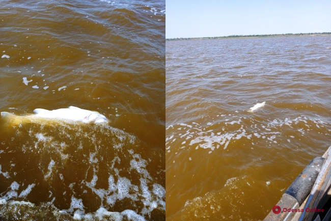 Через низький рівень води в озері на Одещині масово гине риба