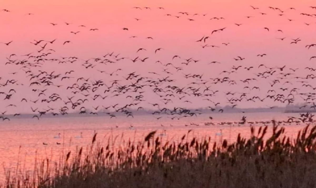 У "Тузлівських лиманах" спостерігають масштабну міграцію диких птахів