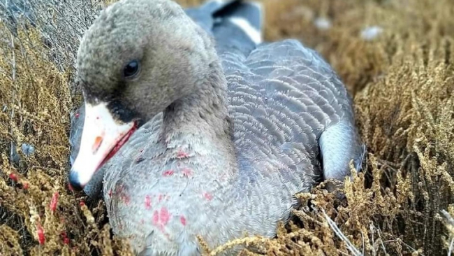 На Одещині масово гинуть дикі гуси