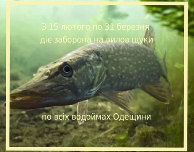 На водоймах Одещини ввели заборону на вилов деяких видів риб