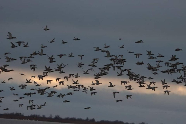 Вражаючі фото 12 тисяч птахів, що прилетіли в заповідник на Одещині