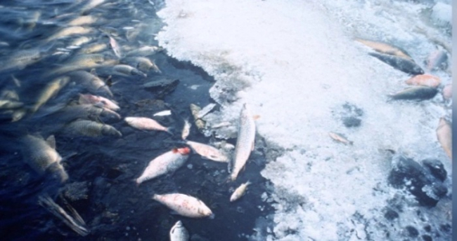 Українська рибна галузь зазнала збитків на 47 мільйонів доларів внаслідок агресії росії