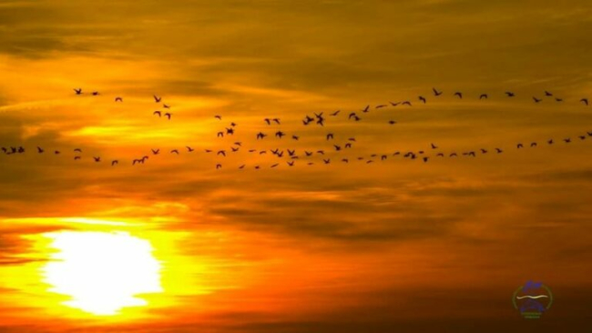На Одещині почалася масова міграція водоплавних птахів