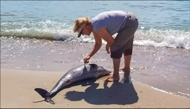 У Чорному морі загинуло більше 900 дельфінів: екологи б'ють тривогу
