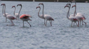 Вони обрали Україну: на Одещині оселились рожеві фламінго та червонокнижні пелікани
