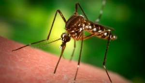 Лето красное пришло… Как правильно «попортить крови» комару
