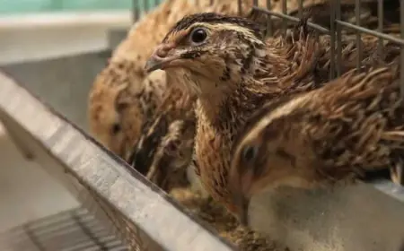 На Волині ветеран відкрив перепелину ферму та виробляє екопродукти