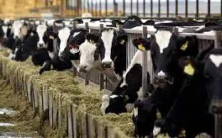 Українські фермери у 2025 році не отримають компенсації за племінне поголів’я, але збережуть підтримку на розвиток ферм