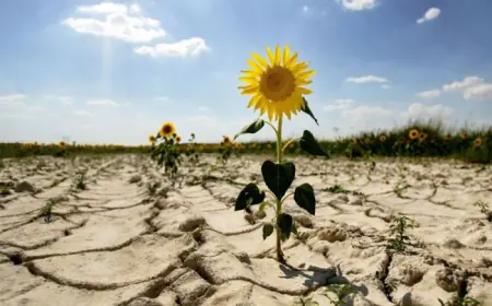 Україна може не стати аграрною супердержавою через зміну клімату – Atlantic Council