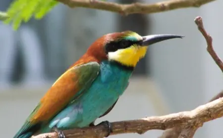 Найбарвистіший птах України