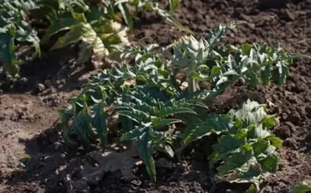 Артишок з Одещини: українські аграрії освоюють нову культуру