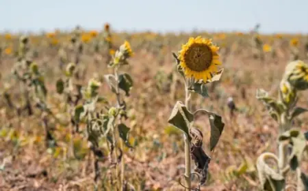 Фермерам Одещини прогнозують повний перехід на теплиці через зміну клімату