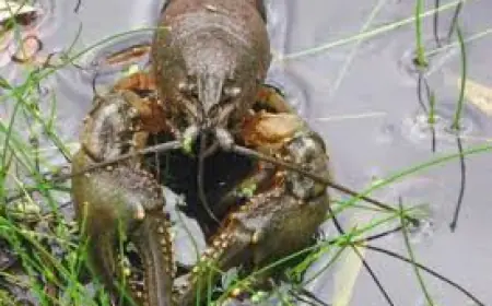 В Одеській області діє заборона на вилов річкових раків