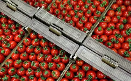 Через війну Україна повністю втратила галузь переробки томатів, яку досі не вдалось відновити