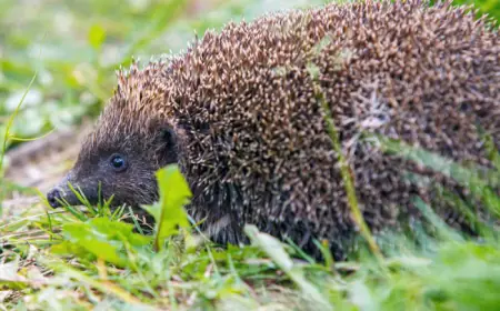 Сказ, кліщі й хижаки у місті: чому їжаків краще не чіпати, а лисиці – небезпечні