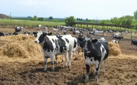 Держава компенсуватиме фермерам 25% витрат на будівництво і реконструкцію ферм