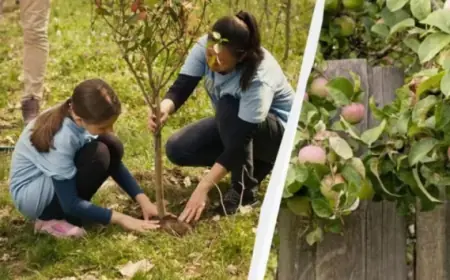 В Україні штрафують за посадку цих дерев - список заборонених видів