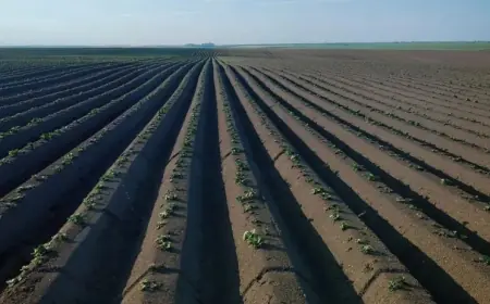 Хто має першочергове право на безоплатну приватизацію землі