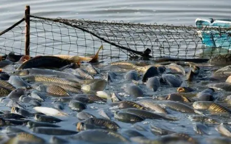 Уряд запустив електронне декларування у рибній галузі