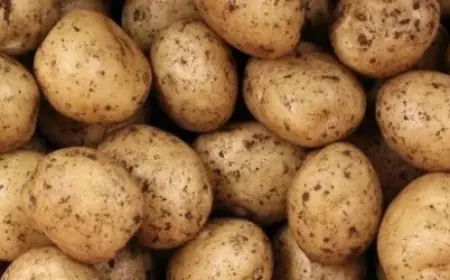 Як вибрати якісну насіннєву картоплю: поради досвідченого фермера