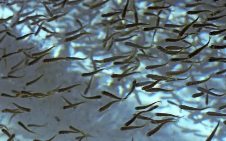 Держрибагентство з аукціонів на промисловий вилов залучило 15 млн грн на зариблення водойм