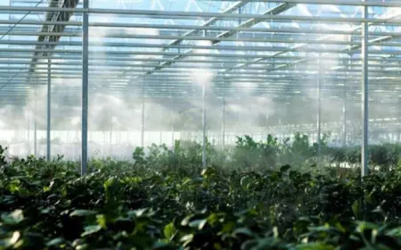 Завдяки ШІ на Хмельниччині автоматизували провітрювання та полив у теплицях