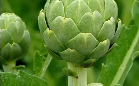 На Одещині набирає популярності вирощування артишоку