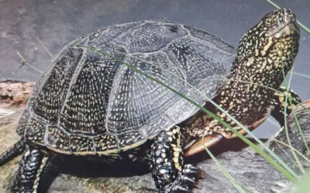 "Старіша" за динозаврів: на Одещині помітили рідкісну черепаху