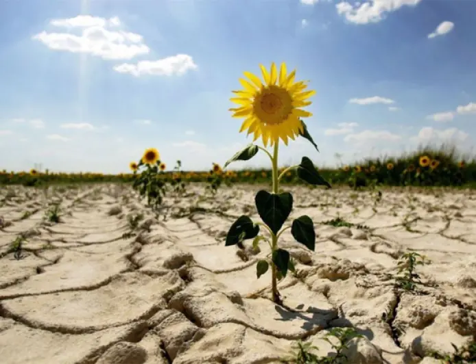 Україна може не стати аграрною супердержавою через зміну клімату – Atlantic Council