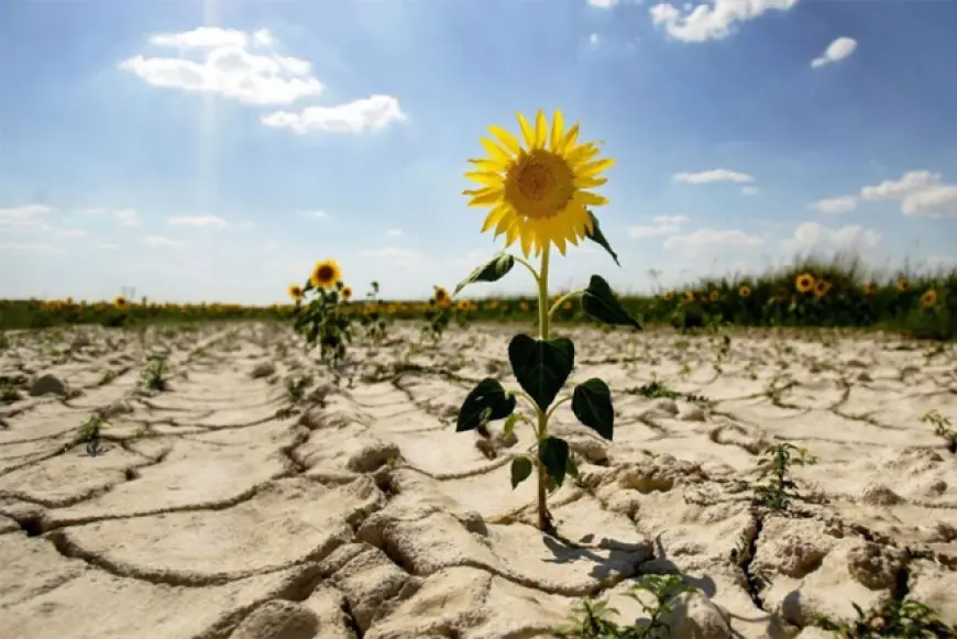 Україна може не стати аграрною супердержавою через зміну клімату – Atlantic Council