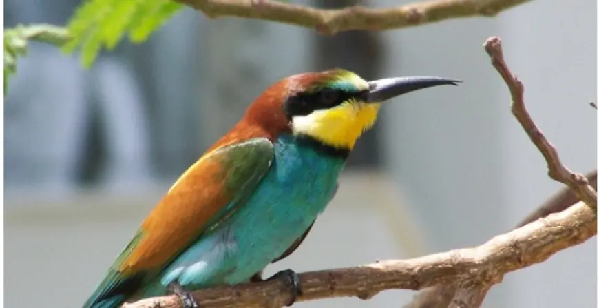 Найбарвистіший птах України