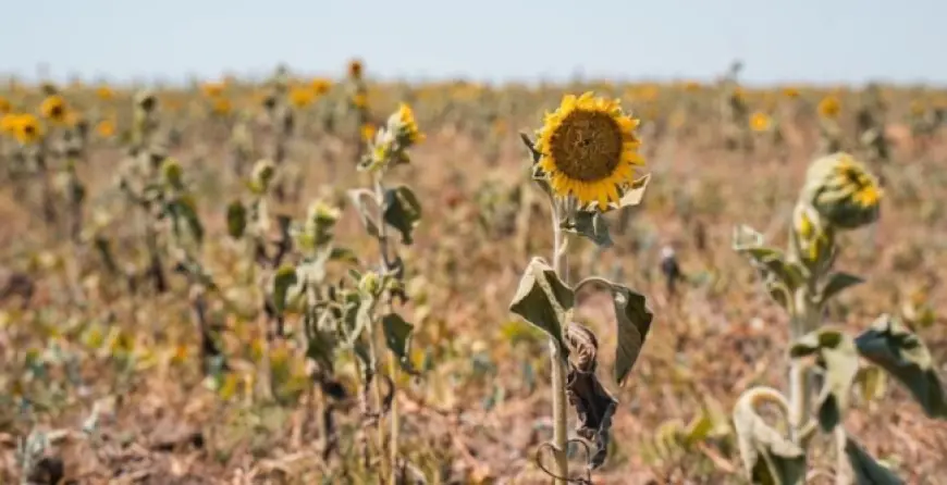Фермерам Одещини прогнозують повний перехід на теплиці через зміну клімату