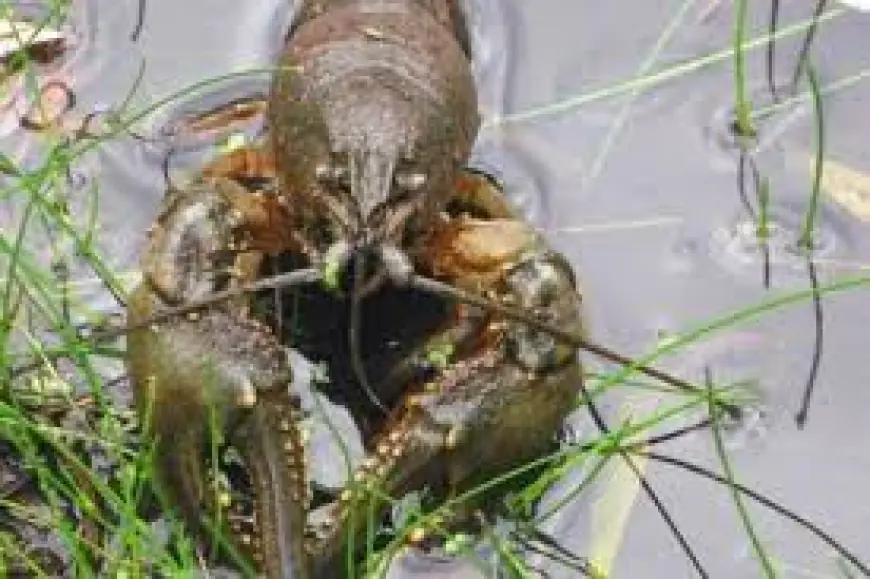 В Одеській області діє заборона на вилов річкових раків