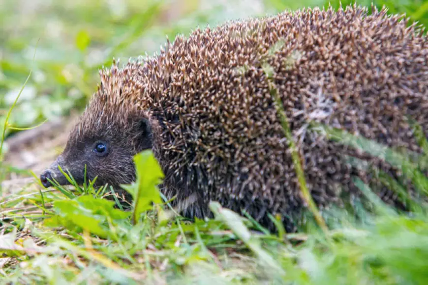 Сказ, кліщі й хижаки у місті: чому їжаків краще не чіпати, а лисиці – небезпечні