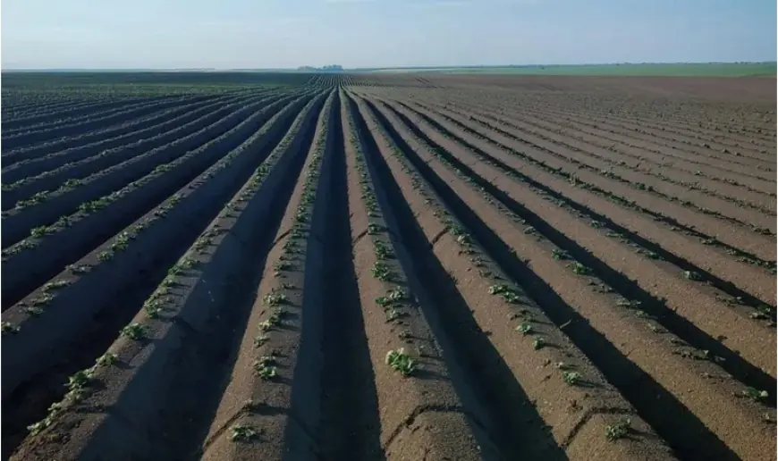 Хто має першочергове право на безоплатну приватизацію землі