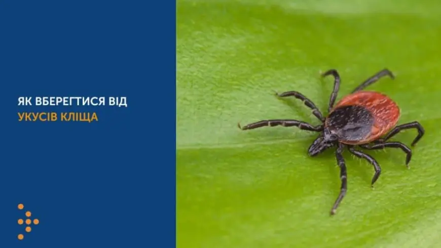 Кліщі і хвороба Лайма: чим небезпечна і як захиститися