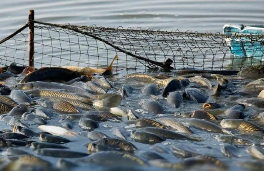 Уряд запустив електронне декларування у рибній галузі